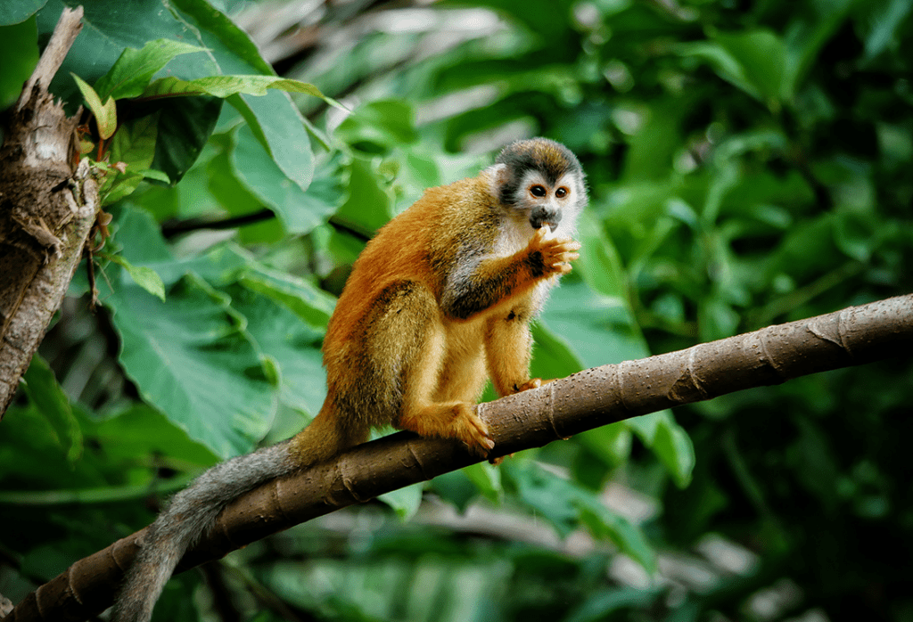 Wildlife Around Arenal Volcano 