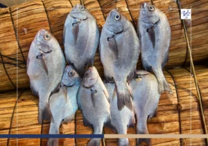 The Essential Ingredients That Define Costa Rica’s Pacific Coast Cuisine